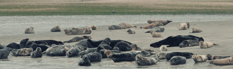 Geniet van een prachtige tocht van Texel naar Vlieland en spot onderweg een paar zeehonden!