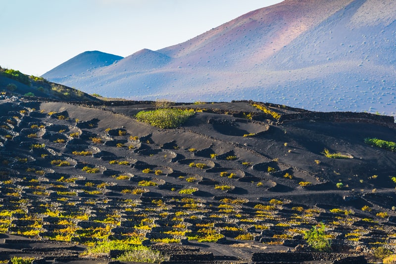 Wijnvelden Lanzarote