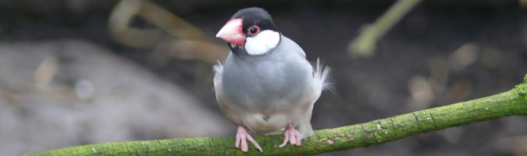 Tropische vogel Taman Indonesia