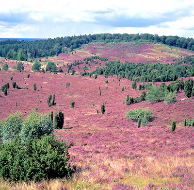 Lüneburger Heide