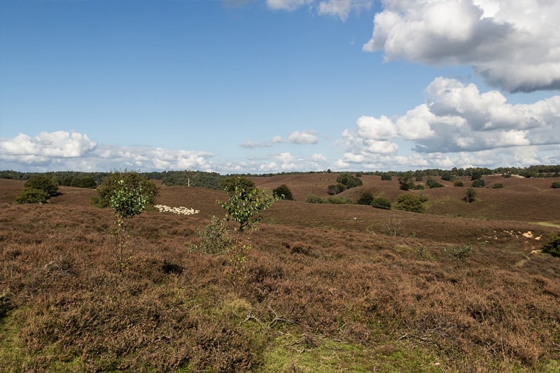 Vakantiehuis-13-personen-Veluwe